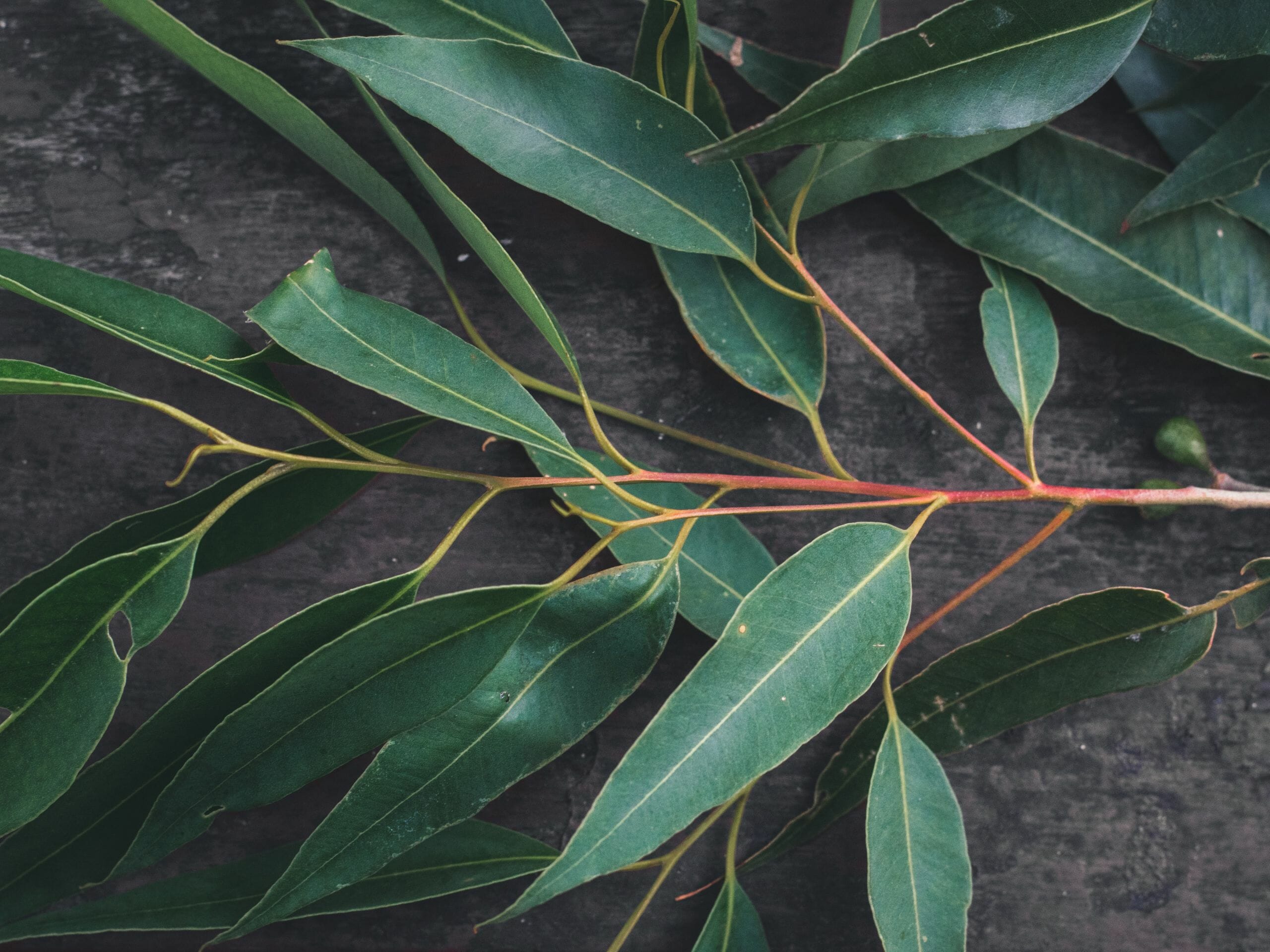 Un peu d’eucalyptus pour arrêter de broncher – ©April Pethybridge