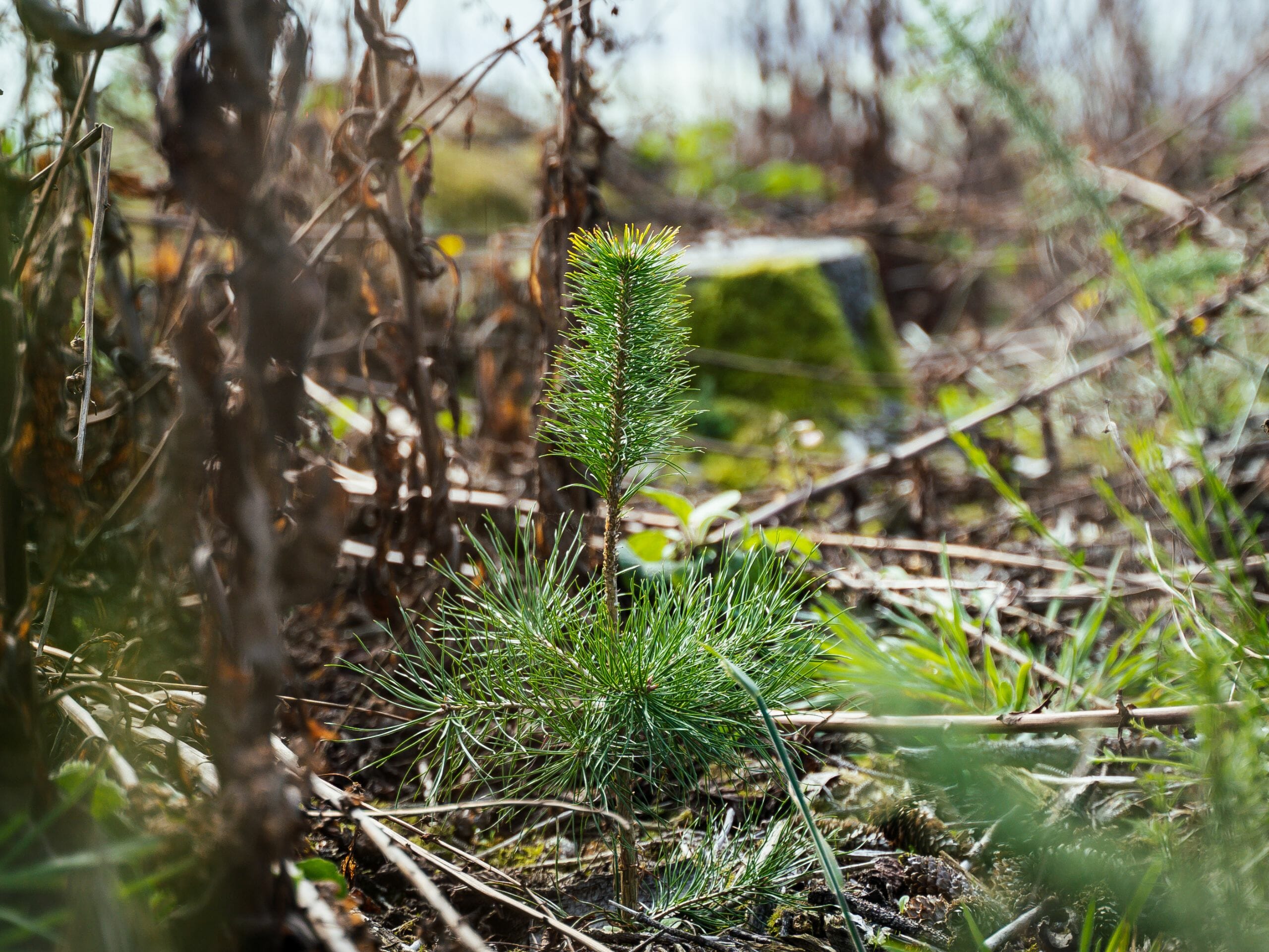 Et lui, il est tendance ? – ©EcoTree